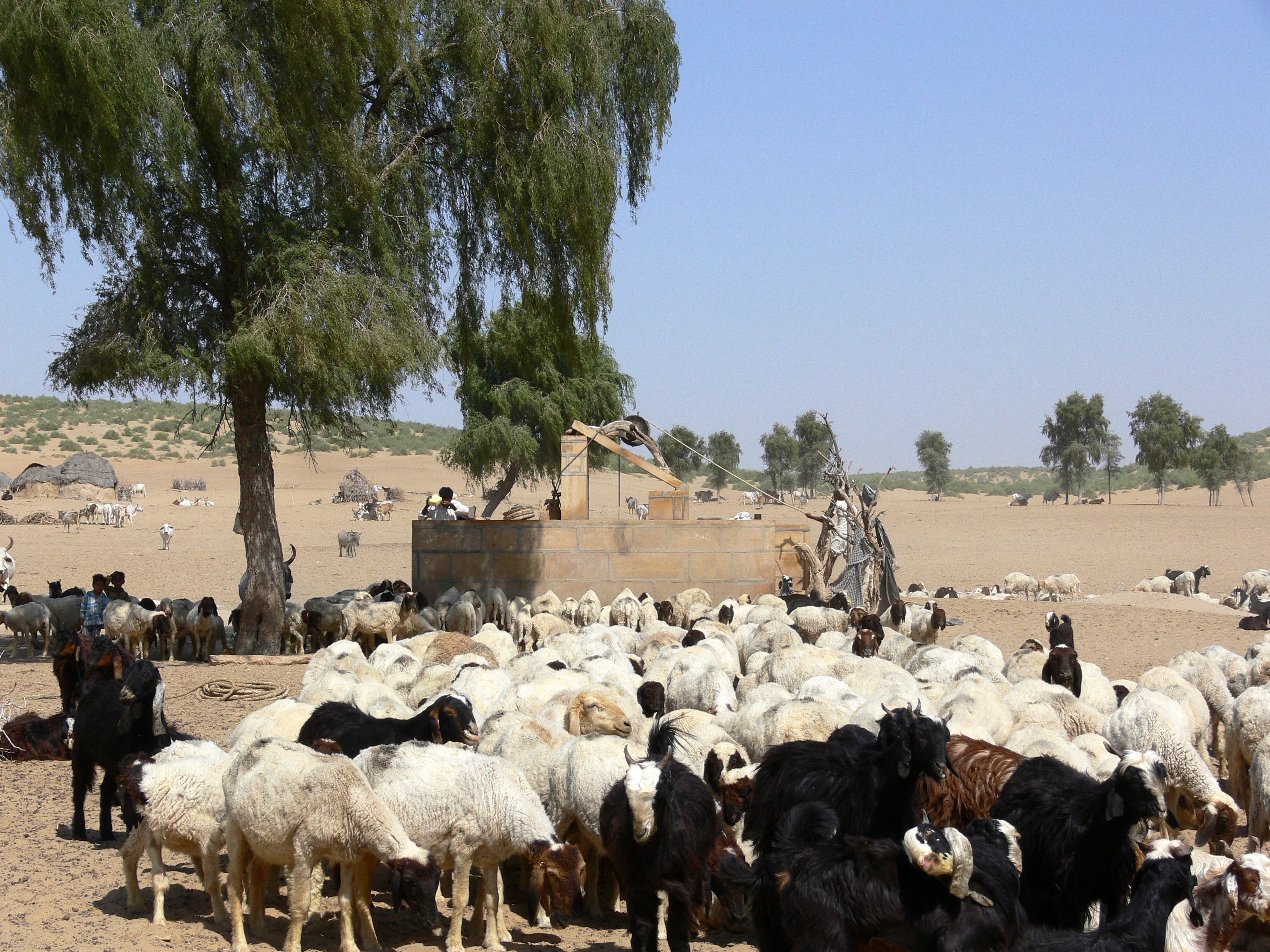 250 Feet Beneath the Sand: Restoring Pataali Kuans in the Thar Desert