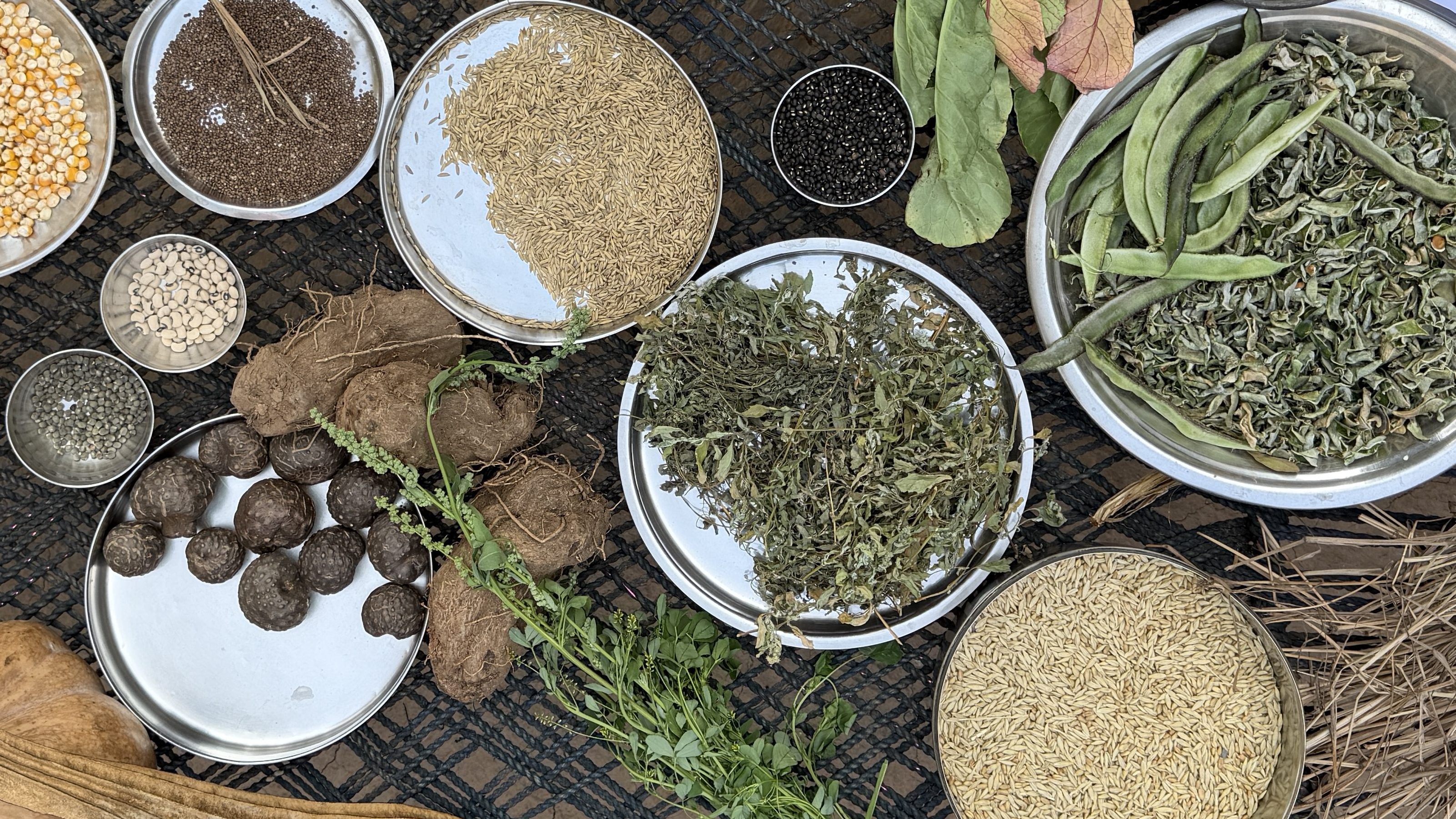 Sow & Tell: A Community Seed Library