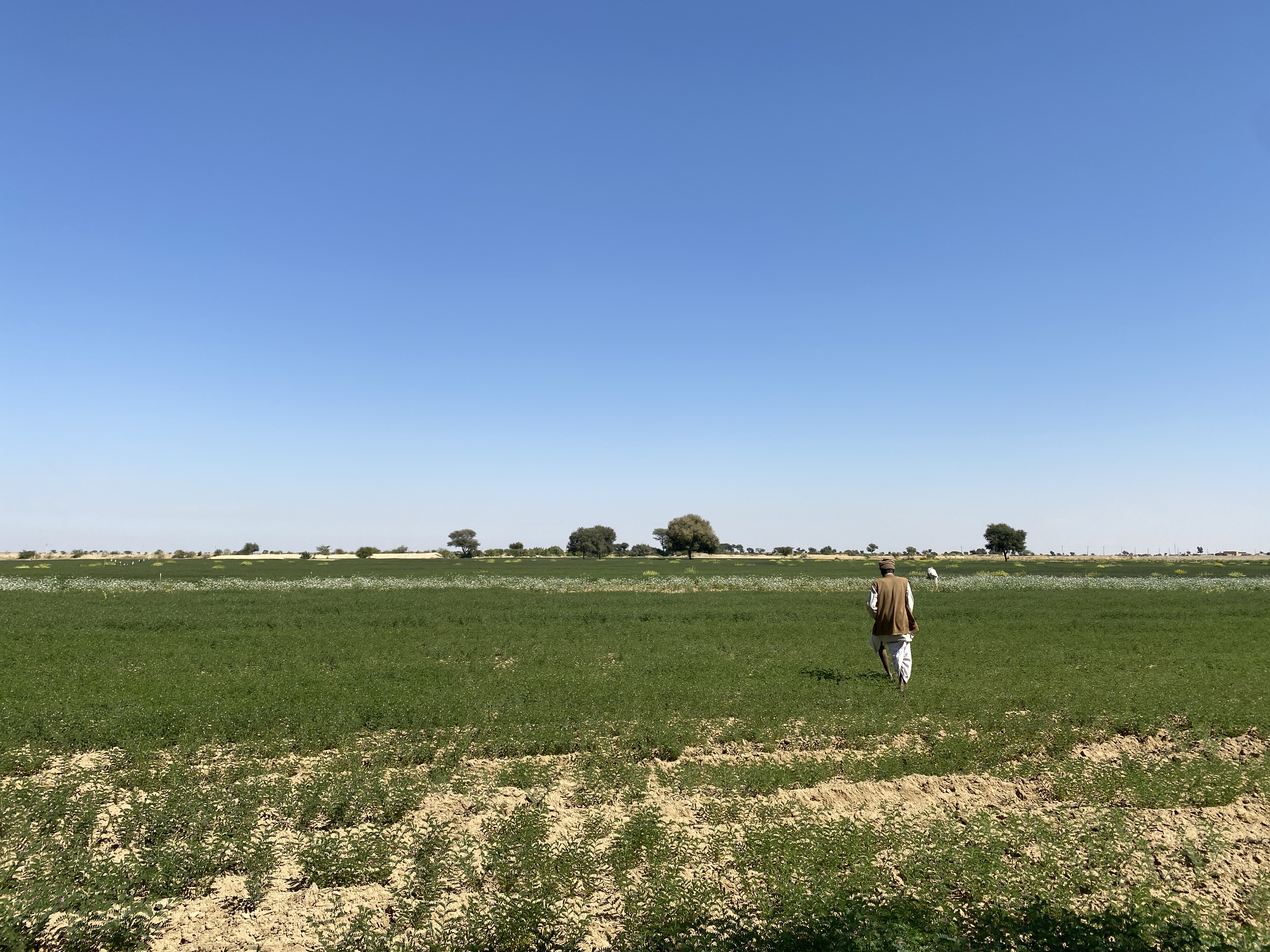 Khadeens: Supporting the Second Harvest in the Desert