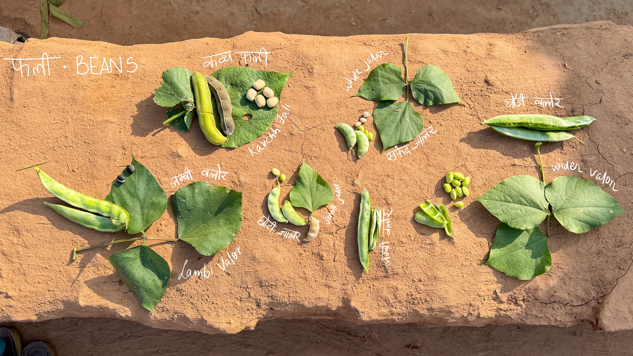 Seasons of Plenty, Seasons of Care: Bhil Food Preservation Traditions