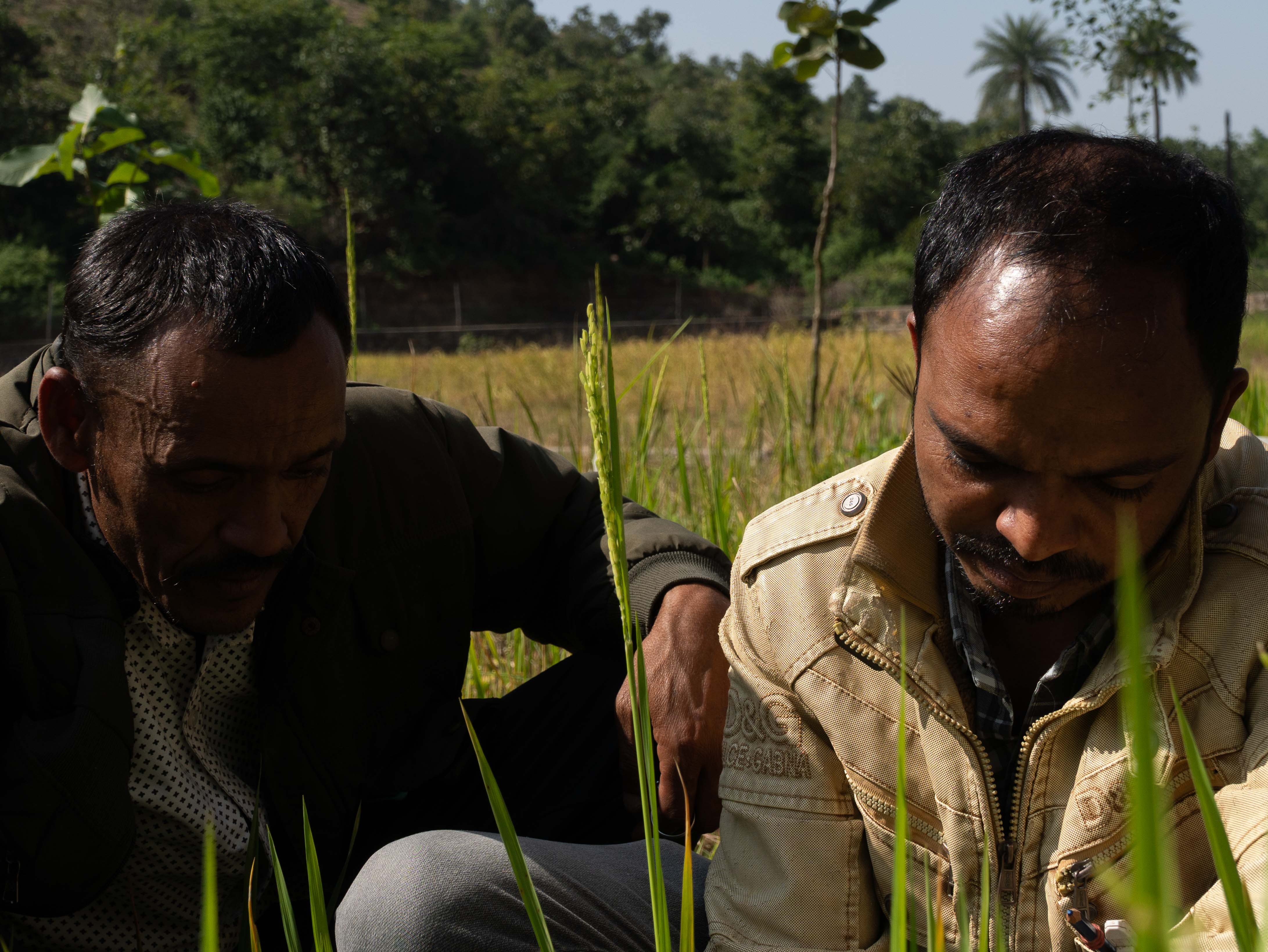 Reading the Fields: Farmer-Led Seed Characterisation in Dungarpur