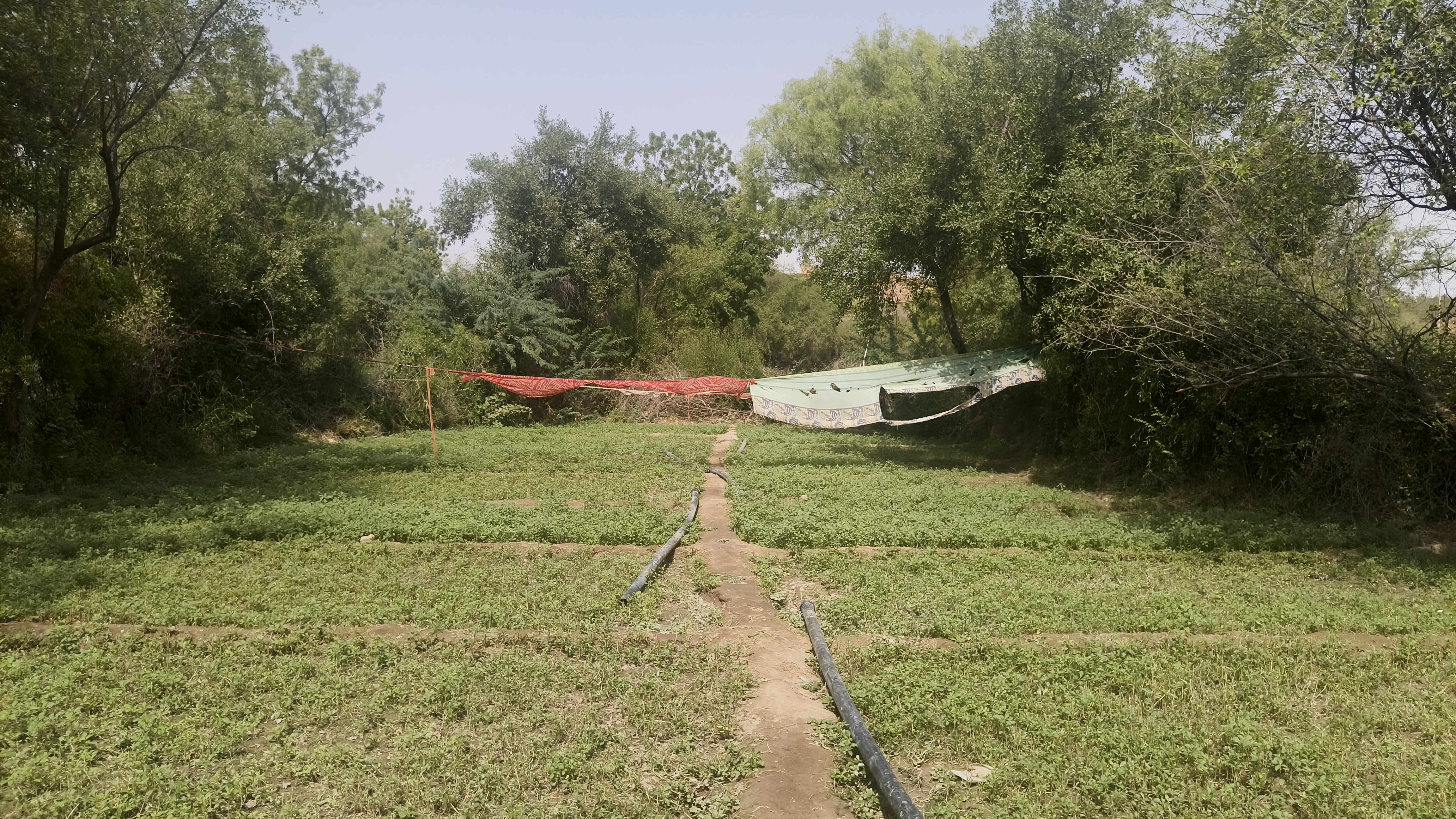 A Green Snake Across the Sands: How the Mali Community Built a Landscape of Wells, Orchards, and Organic Farming from Bada Bagh to Ramgarh in the Thar Desert
