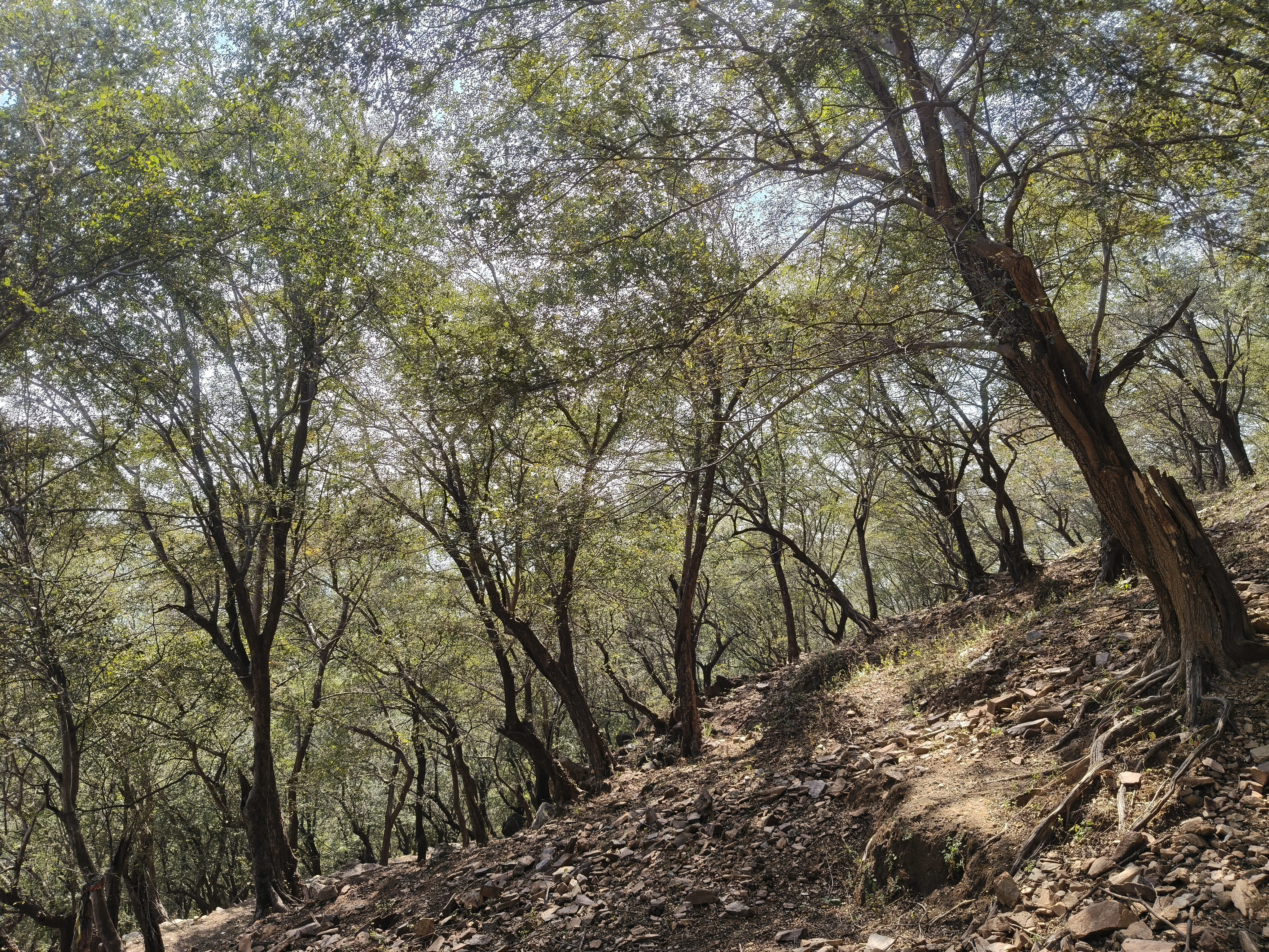 Regeneration in the Aravallis: communities bring back their forests